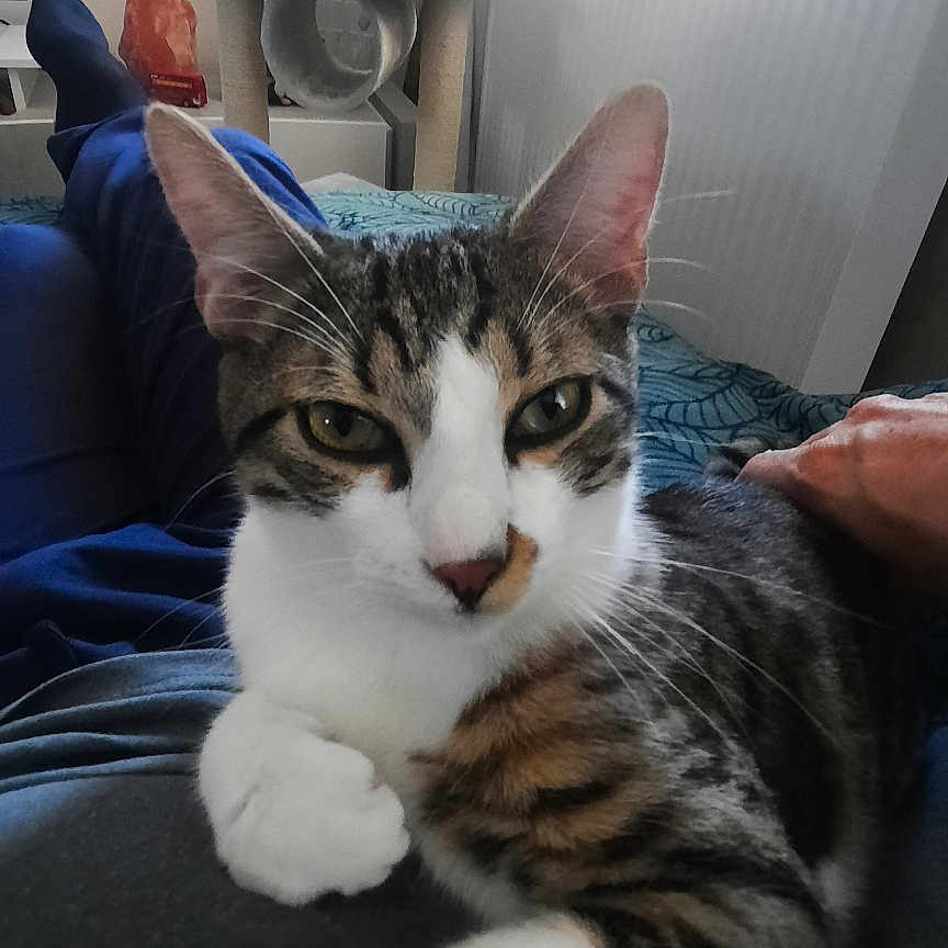 Atlas a rejoint le concours — aidez-le/la à gagner de superbes lots ! animal, cat, cat_tree, close_up, cozy, curious, feline, home, indoor, lap, looking_at_camera, natural_light, person, pet, relaxed, resting, soft_light, tabby_cat, white_paws, window