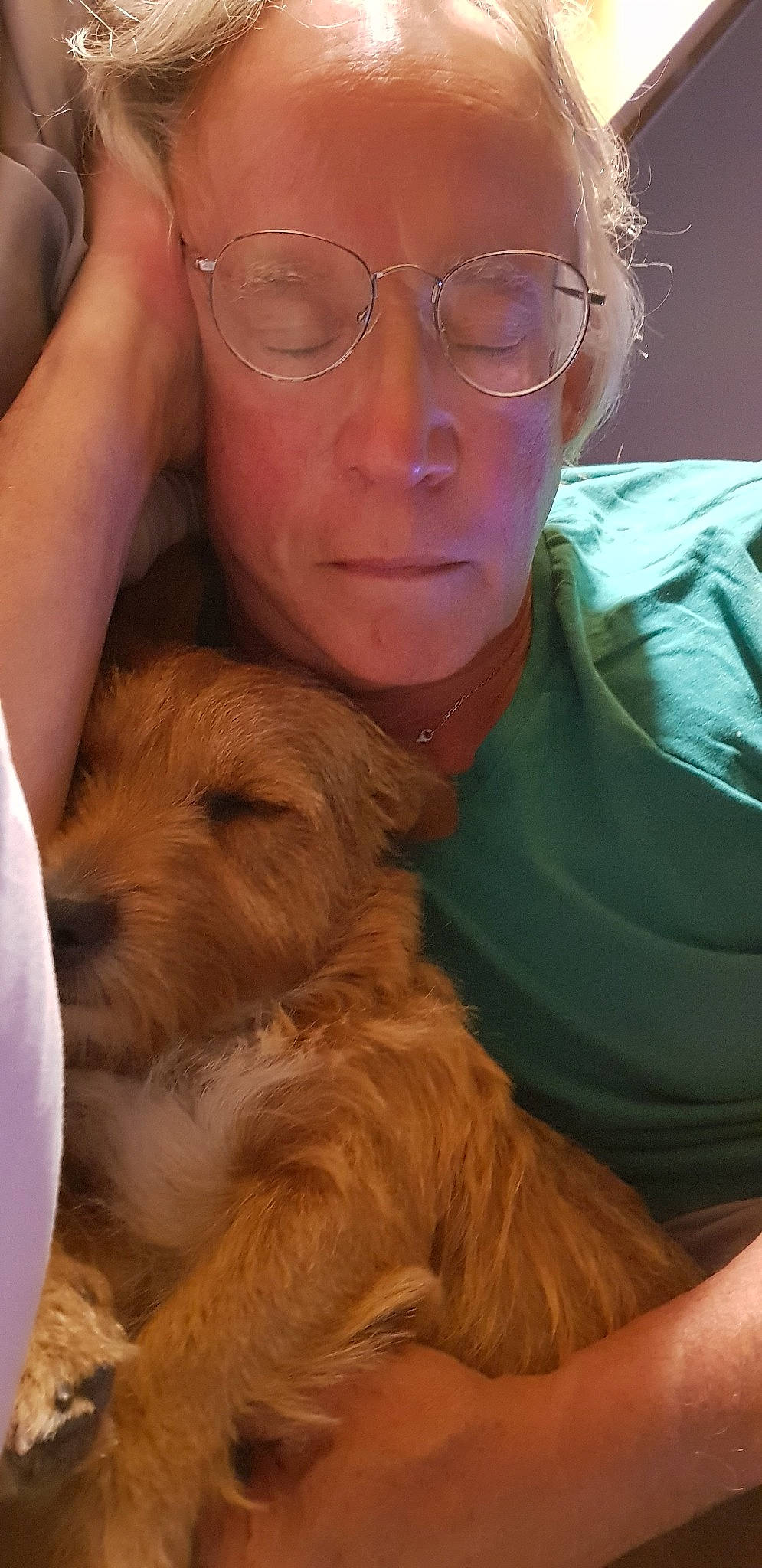 Billy a rejoint le concours — aidez-le/la à gagner de superbes lots ! basset_fauve_de_bretagne, canidae, carnivore, cockapoo, companion_dog, dog, dog_breed, dutch_smoushond, mammal, puppy, puppy_love, schnoodle, sporting_group, terrier