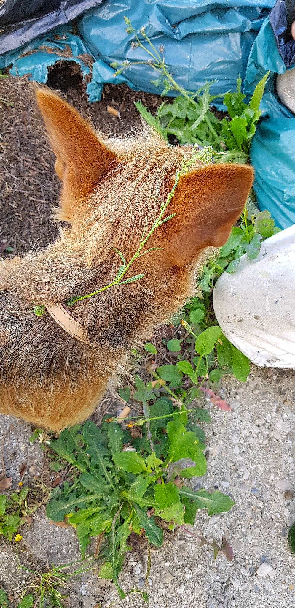 Billy a rejoint le concours — aidez-le/la à gagner de superbes lots ! canidae, dog_breed, fawn, norwich_terrier, plant, wildlife