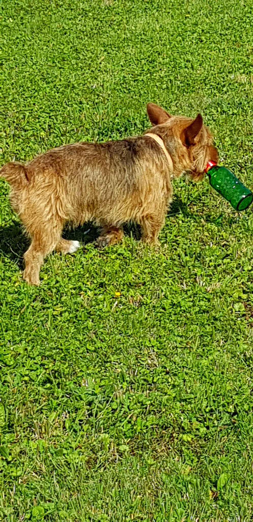 Billy participe au concours pour gagner de l'argent avec cette photo : cairn_terrier, canidae, carnivore, companion_dog, dog, dog_breed, glen_of_imaal_terrier, grass, green, lawn, mammal, norfolk_terrier, norwich_terrier, plant, rare_breed_dog, snout, sporting_group, sporting_lucas_terrier, terrier, vertebrate