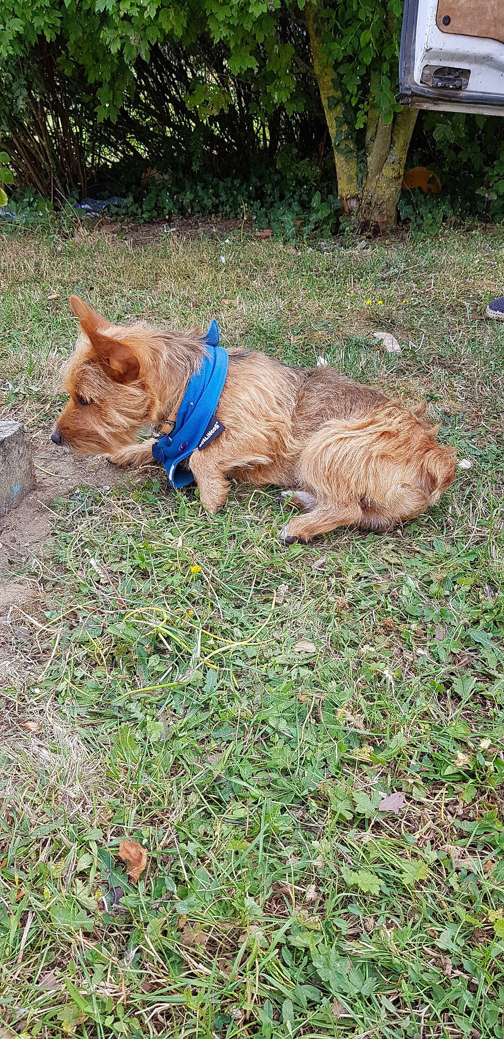 Billy a rejoint le concours — aidez-le/la à gagner de superbes lots ! canidae, carnivore, companion_dog, dog, dog_breed, fawn, grass, mammal, norwich_terrier, sporting_group