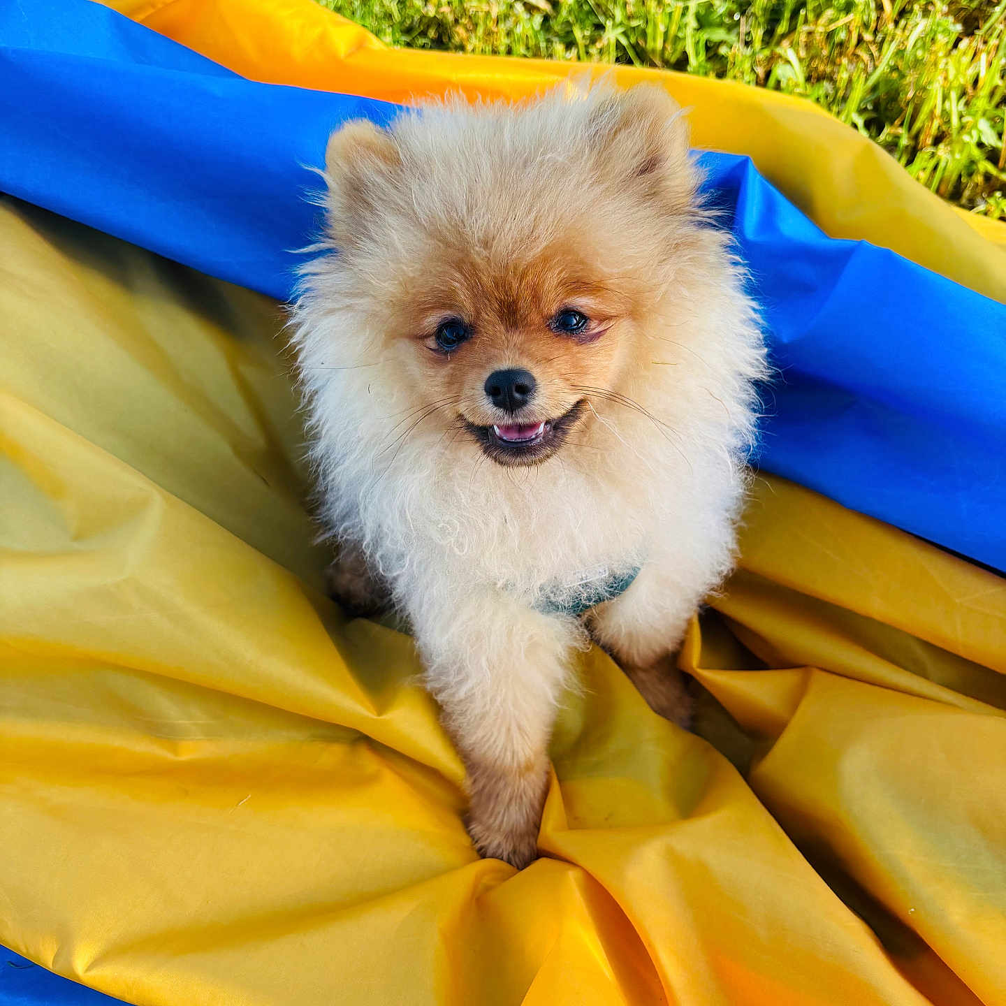 Willy Des Sources a rejoint le concours — aidez-le/la à gagner de superbes lots ! dog, puppy, pomeranian, fluffy, smiling, outdoor, grass, yellow_fabric, blue_fabric, pet, cute, small_dog, fur, canine, animal, happy, playful, sitting, nature, sunlight