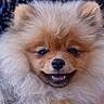 Willy Des Sources participe au concours pour gagner de l'argent avec cette photo : dog, puppy, pomeranian, fluffy, smiling, face, fur, closeup, pet, cute, animal, mammal, adorable, happy, portrait, canine, nose, whiskers, ears, friendly