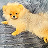 Willy Des Sources participe au concours pour gagner de l'argent avec cette photo : dog, puppy, pomeranian, fluffy, lying_down, pet, indoor, blanket, cute, small_dog, fur, animal, canine, resting, cozy, looking, adorable, home, texture, relaxed