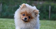 Willy Des Sources participe au concours pour gagner de l'argent avec cette photo : dog, puppy, pomeranian, fluffy, cute, pet, animal, outdoor, grass, greenery, head_tilt, canine, fur, portrait, young, friendly, small_breed, adorable, nature, happy