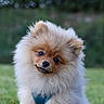 dog, puppy, pomeranian, fluffy, cute, pet, animal, outdoor, grass, greenery, head_tilt, canine, fur, portrait, young, friendly, small_breed, adorable, nature, happy