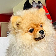 Willy Des Sources participe au concours pour gagner de l'argent avec cette photo : dog, pomeranian, fluffy, pet, indoor, animal, cute, small_dog, fur, face, ears, nose, sitting, domestic_animal, companion, curious, portrait, canine, household, furry