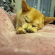 Vanda Des Sources participe au concours pour gagner de l'argent avec cette photo : dog, sleeping, paws, blanket, indoor, cozy, fur, pet, resting, cute, animal, nap, soft, golden, closeup, comfort, adorable, relaxation, fur_texture, peaceful
