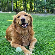 Brody is registered to the contest to win money with this photo: dog, golden_retriever, grass, outdoor, pet, happy, smiling, nature, playful, canine, animal, greenery, sunlight, forest, relaxed, fur, mammal, daylight, park, tongue