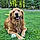 Brody
