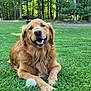 dog, golden_retriever, grass, outdoor, pet, happy, smiling, nature, playful, canine, animal, greenery, sunlight, forest, relaxed, fur, mammal, daylight, park, tongue