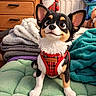 dog, puppy, chihuahua, tricolor, black_and_white, brown, sitting, harness, plaid, blanket, bedroom, stuffed_animal, gnome, dresser, television, cozy, indoor, portrait, cute, pet