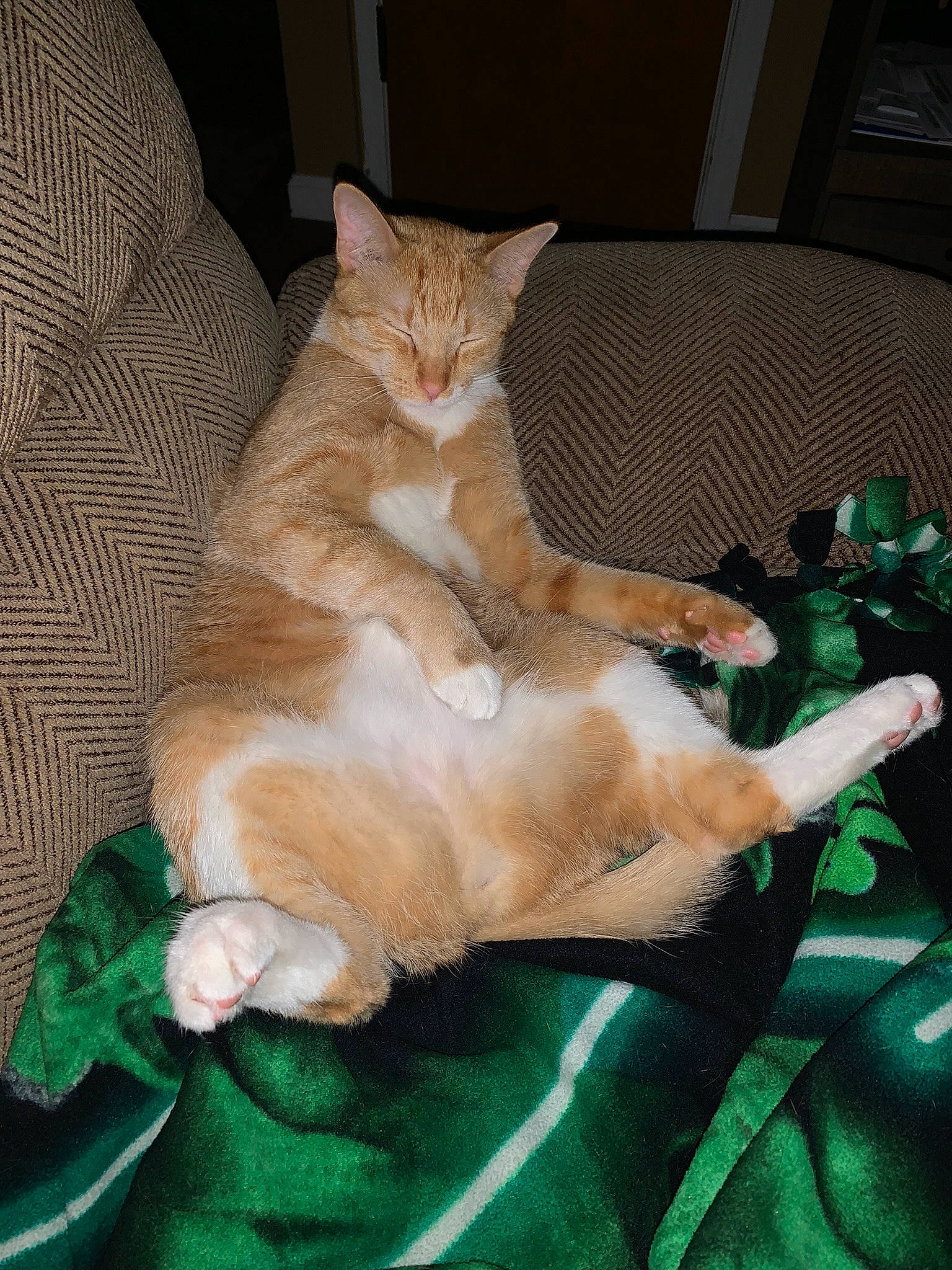 D.o.g. is registered to the contest to win money with this photo: bed, canidae, carnivore, cat, comfort, companion_dog, dog_breed, domestic_short_haired_cat, fawn, felidae, fur, lap, linens, nap, paw, room, small_to_medium_sized_cats, sporting_group, tail, whiskers