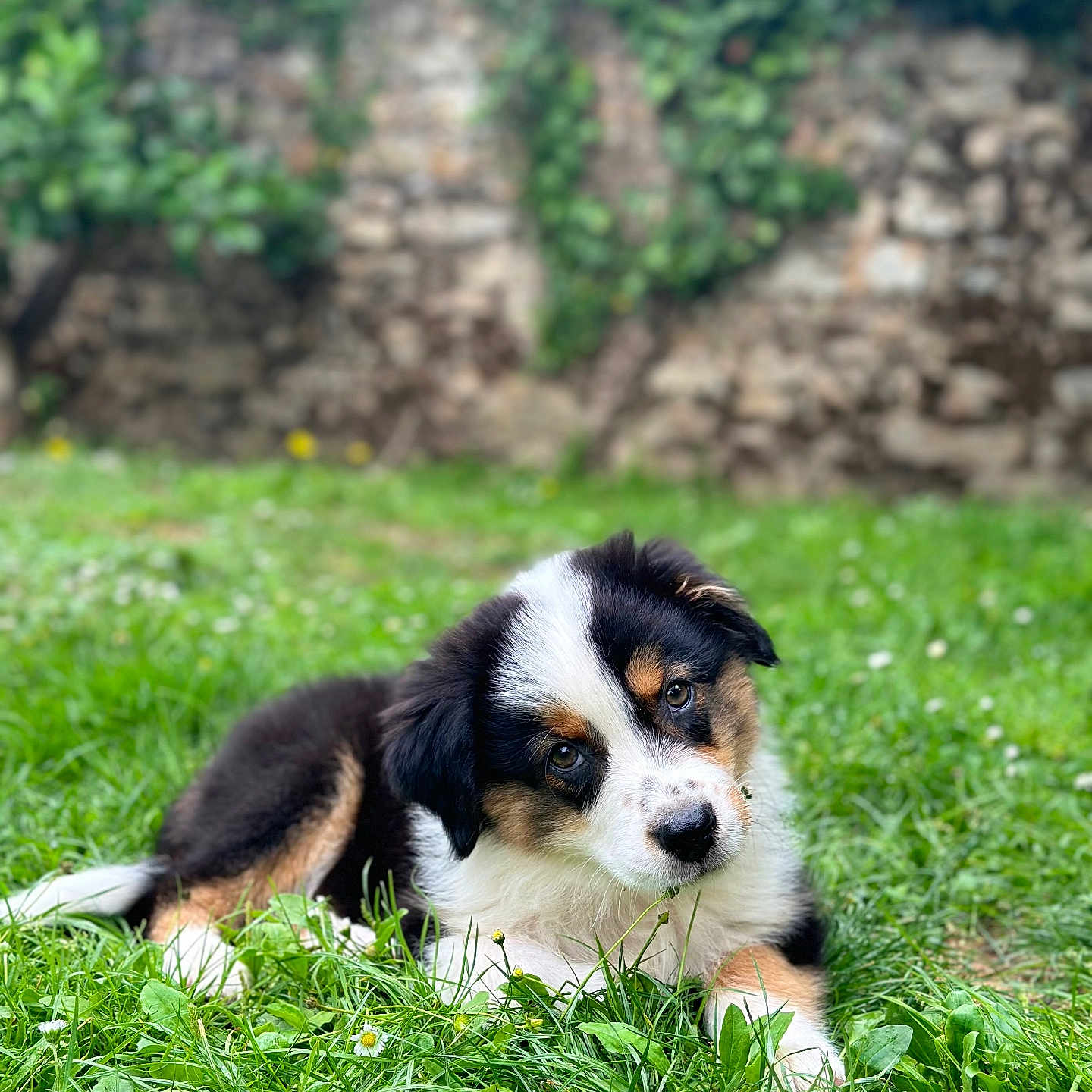 Vito a rejoint le concours — aidez-le/la à gagner de superbes lots ! animal, appenzeller, canine, cockerspaniel, collie, dog, field, grass, grassland, green, hound, lawn, nature, outdoors, papillon, pet, plant, puppy, vegetation, yard