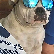 Xena is registered to the contest to win money with this photo: dog, sunglasses, reflection, white_dog, brown_spots, indoor, floor, person, foot, shirt, text, casual, cool, pet, animal, portrait, seated, relaxed, household, accessory