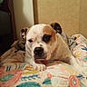 Xena is registered to the contest to win money with this photo: animal, bedroom, blanket, brown, canine, comfort, cozy, cute, dog, expression, face, fur, indoor, laying, paw, pet, relaxation, resting, sleepy, white