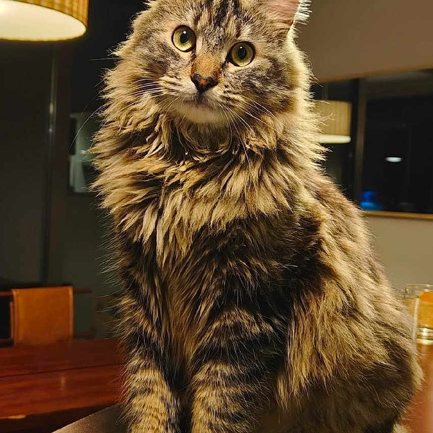 Guizmo a rejoint le concours — aidez-le/la à gagner de superbes lots ! abyssinian, animal, cat, computerhardware, couch, electronics, furniture, hardware, hardwood, indoors, interiordesign, kitten, lamp, lighting, manx, monitor, pet, screen, tv, wood