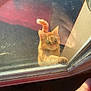 Caillou participe au concours pour gagner de l'argent avec cette photo : cat, orange_tabby, glass_door, reflection, paw, curious, outdoor, indoor, window_frame, sunlight, pet, animal, feline, door, closeup, looking_up, whiskers, ears, nose, claw
