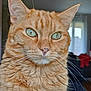 cat, orange_tabby, close_up, green_eyes, whiskers, indoor, fur, pet, animal, portrait, cute, feline, domestic_cat, ears, nose, face, soft_light, reflection, window, background_blur