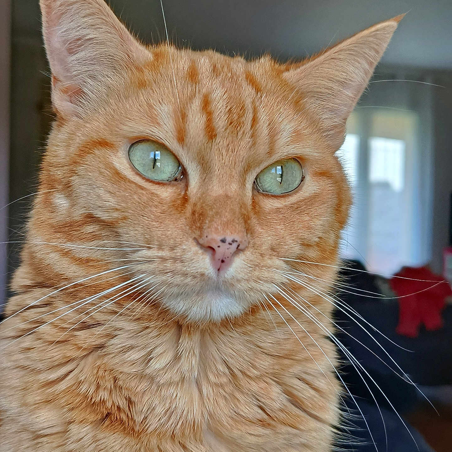 Caillou a rejoint le concours — aidez-le/la à gagner de superbes lots ! animal, background_blur, cat, close_up, cute, domestic_cat, ears, face, feline, fur, green_eyes, indoor, nose, orange_tabby, pet, portrait, reflection, soft_light, whiskers, window