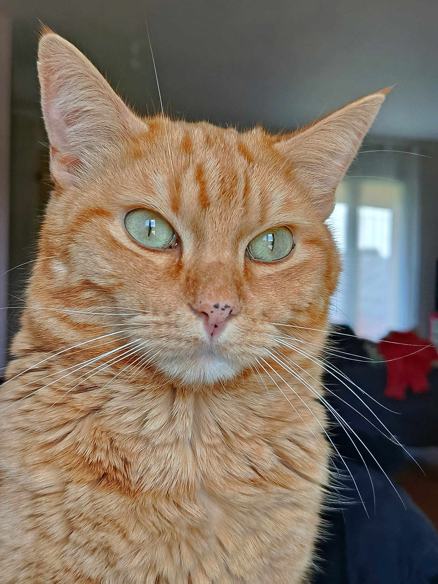 Caillou a rejoint le concours — aidez-le/la à gagner de superbes lots ! cat, orange_tabby, close_up, green_eyes, whiskers, indoor, fur, pet, animal, portrait, cute, feline, domestic_cat, ears, nose, face, soft_light, reflection, window, background_blur