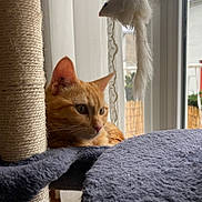 Caillou participe au concours pour gagner de l'argent avec cette photo : cat, orange_tabby, cat_tree, toy_mouse, window, curtains, indoor, furniture, pet, feline, fur, whiskers, ears, resting, looking, cozy, soft, natural_light, home, animal