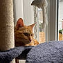 cat, orange_tabby, cat_tree, toy_mouse, window, curtains, indoor, furniture, pet, feline, fur, whiskers, ears, resting, looking, cozy, soft, natural_light, home, animal