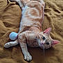 Caillou participe au concours pour gagner de l'argent avec cette photo : cat, orange_tabby, pet, animal, feline, lying_down, blanket, toy_ball, indoor, whiskers, ears, paws, fur, relaxed, alert, playful, close_up, domestic_cat, cute, resting