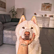 Meïko participe au concours pour gagner de l'argent avec cette photo : animal, architecture, bodypart, building, canine, couch, dog, finger, furniture, hand, husky, indoors, interiordesign, livingroom, person, pet, room, skin, tattoo, whitedog