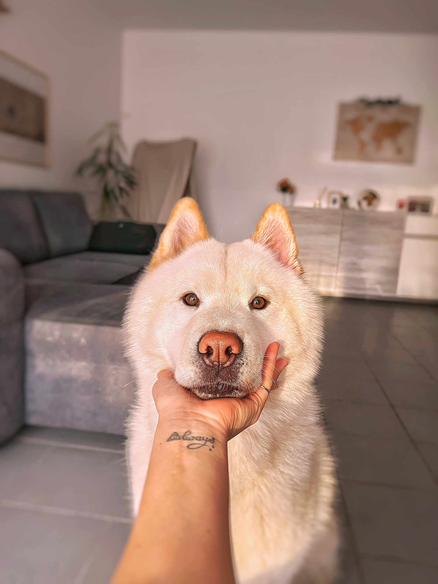 Meïko participe au concours pour gagner de l'argent avec cette photo : animal, architecture, bodypart, building, canine, couch, dog, finger, furniture, hand, husky, indoors, interiordesign, livingroom, person, pet, room, skin, tattoo, whitedog