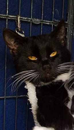 Binx is registered to the contest to win money with this photo: black_cat, carnivore, cat, domestic_short_haired_cat, electric_blue, felidae, fur, small_to_medium_sized_cats, snout, tail, terrestrial_animal, whiskers