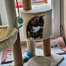 Bloom participe au concours pour gagner de l'argent avec cette photo : cat, kitten, fluffy, tuxedo_cat, long_hair, pet, animal, cat_tree, scratching_post, pet_furniture, cat_condo, hanging_toy, feather_toy, indoors, window, door, carpet, mat, sitting, cozy