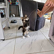 Bloom participe au concours pour gagner de l'argent avec cette photo : cat, kitten, fluffy, long_hair, tabby, black_and_white, standing, playing, toy, feather_wand, pet, animal, indoors, tiled_floor, chair, human, legs, arcade_machine, robot_vacuum, home