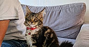 Bloom a rejoint le concours — aidez-le/la à gagner de superbes lots ! cat, kitten, tabby, fluffy, long_hair, pet, collar, bell, sitting, alert, staring, whiskers, green_eyes, living_room, couch, cushion, person, indoor, portrait, furniture