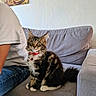 cat, kitten, tabby, fluffy, long_hair, pet, collar, bell, sitting, alert, staring, whiskers, green_eyes, living_room, couch, cushion, person, indoor, portrait, furniture