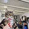 cat, maine_coon, fluffy, longhaired, brown, tabby, pet, feline, collar, bell, whiskers, yellow_eyes, ears, portrait, indoors, arcade, arcade_machines, hand, red_nails, household