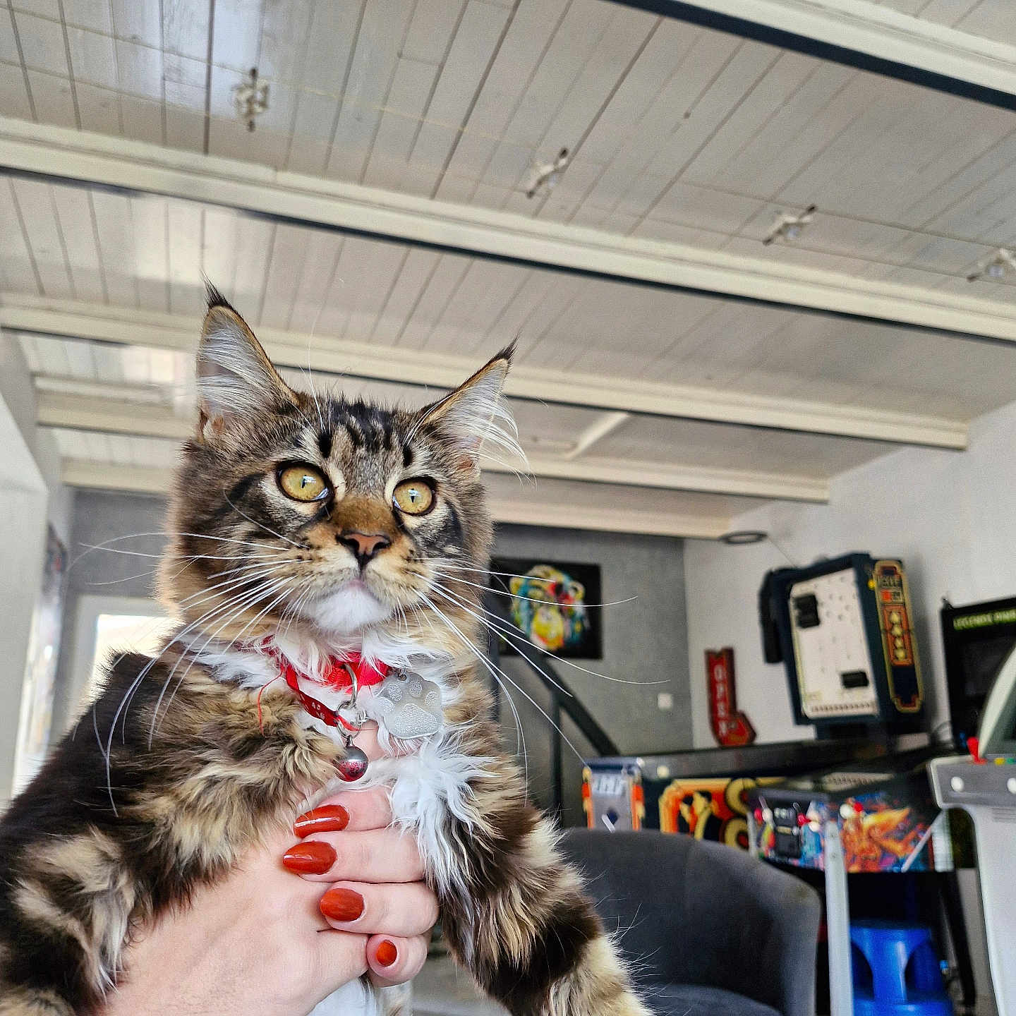 Bloom a rejoint le concours — aidez-le/la à gagner de superbes lots ! cat, maine_coon, fluffy, longhaired, brown, tabby, pet, feline, collar, bell, whiskers, yellow_eyes, ears, portrait, indoors, arcade, arcade_machines, hand, red_nails, household