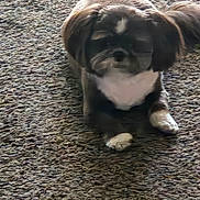 Gizmo joined the competition — help win amazing prizes! dog, carpet, indoor, pet, lying_down, black_and_white, small_dog, fur, animal, cute, domestic_animal, paw, ears, tail, relaxed, floor, companion, canine, furry, pet_indoor