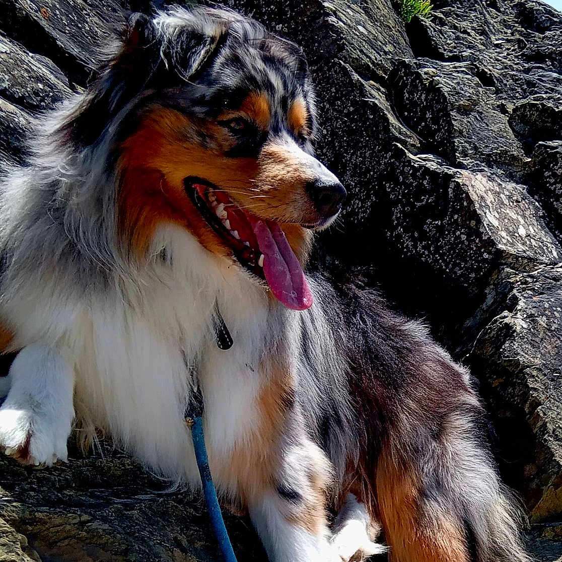 Ulck a rejoint le concours — aidez-le/la à gagner de superbes lots ! accessories, animal, canine, collie, dog, face, head, hound, leash, nature, outdoors, pet, plant, puppy, rock, slate, soil, strap, tree, vegetation