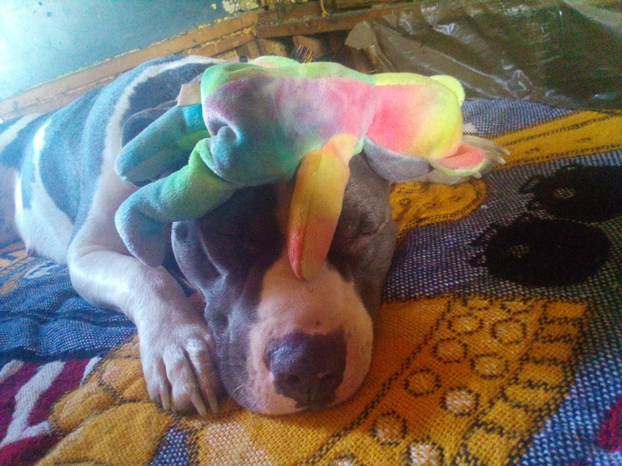 Baybay joined the competition — help win amazing prizes! art, canidae, carnivore, comfort, companion_dog, dog, dog_bed, dog_breed, dog_supply, fawn, fur, linens, nap, non_sporting_group, paw, sporting_group, terrestrial_animal, whiskers, working_animal