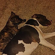 Baybay joined the competition — help win amazing prizes! animal, black_and_white, brindle, brown, canine, carpet, companions, cozy, cute, dog, domestic, floor, friendship, fur, indoors, laying_down, pet, relaxed, resting, sleeping