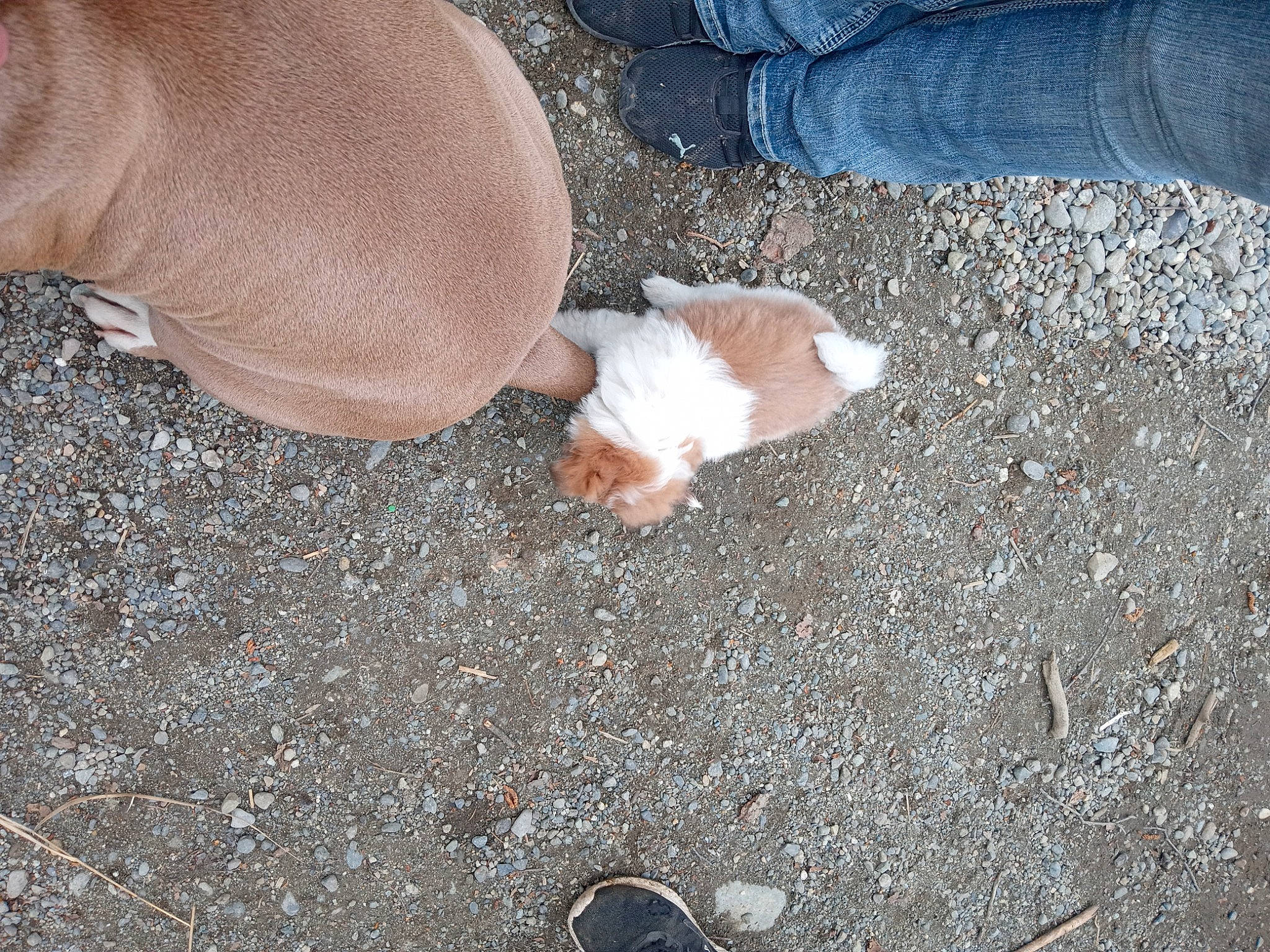 Sonny joined the competition — help win amazing prizes! asphalt, carnivore, cat, comfort, companion_dog, dog_breed, fawn, felidae, foot, fur, grass, human_leg, road_surface, small_to_medium_sized_cats, snout, soil, sporting_group, tail, terrestrial_animal, whiskers