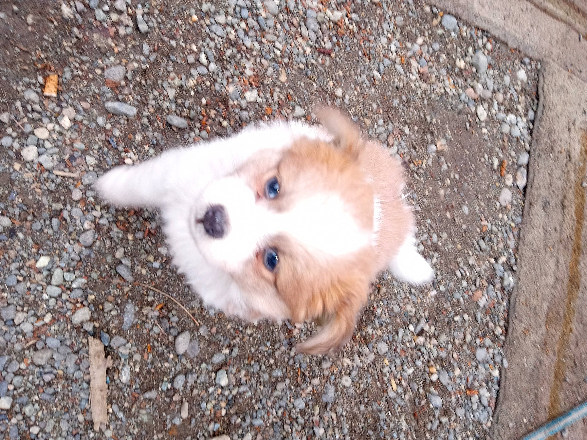 Sonny is registered to the contest to win money with this photo: asphalt, carnivore, companion_dog, dog, dog_breed, fawn, fur, german_spitz, german_spitz_klein, german_spitz_mittel, paw, road_surface, small_terrier, snout, spitz, sporting_group, street_dog, terrier, toy_dog, whiskers