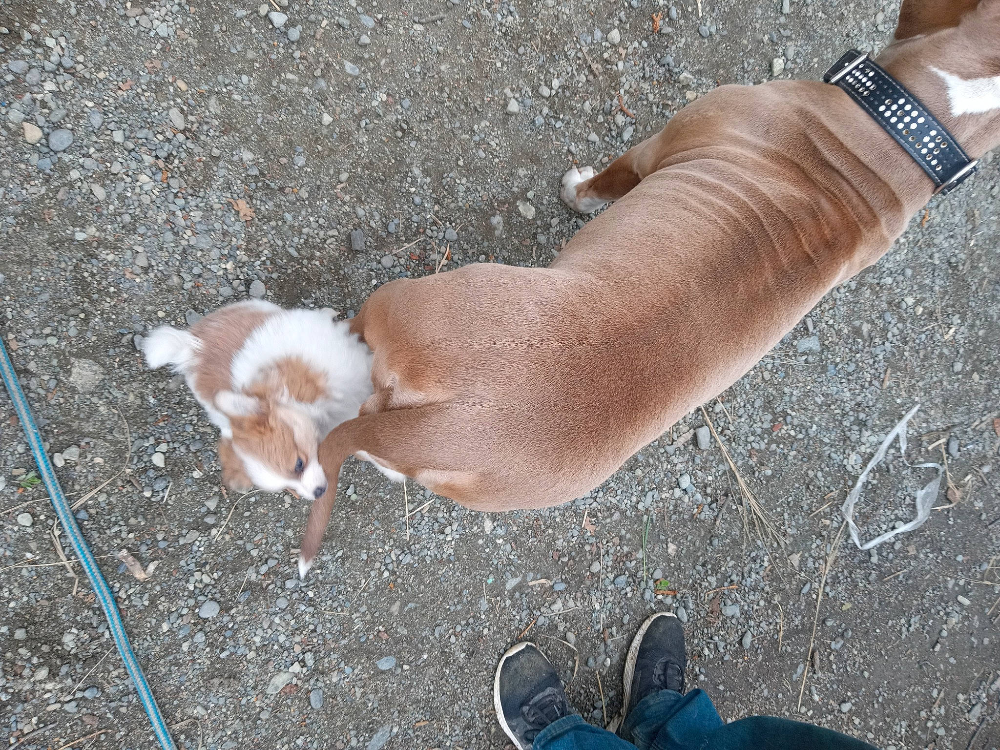 Sonny is registered to the contest to win money with this photo: carnivore, companion_dog, dog, dog_breed, fawn, finger, foot, grass, human_leg, knee, nail, people_in_nature, road_surface, soil, tail, thigh, thumb, toy_dog, wood, wrist