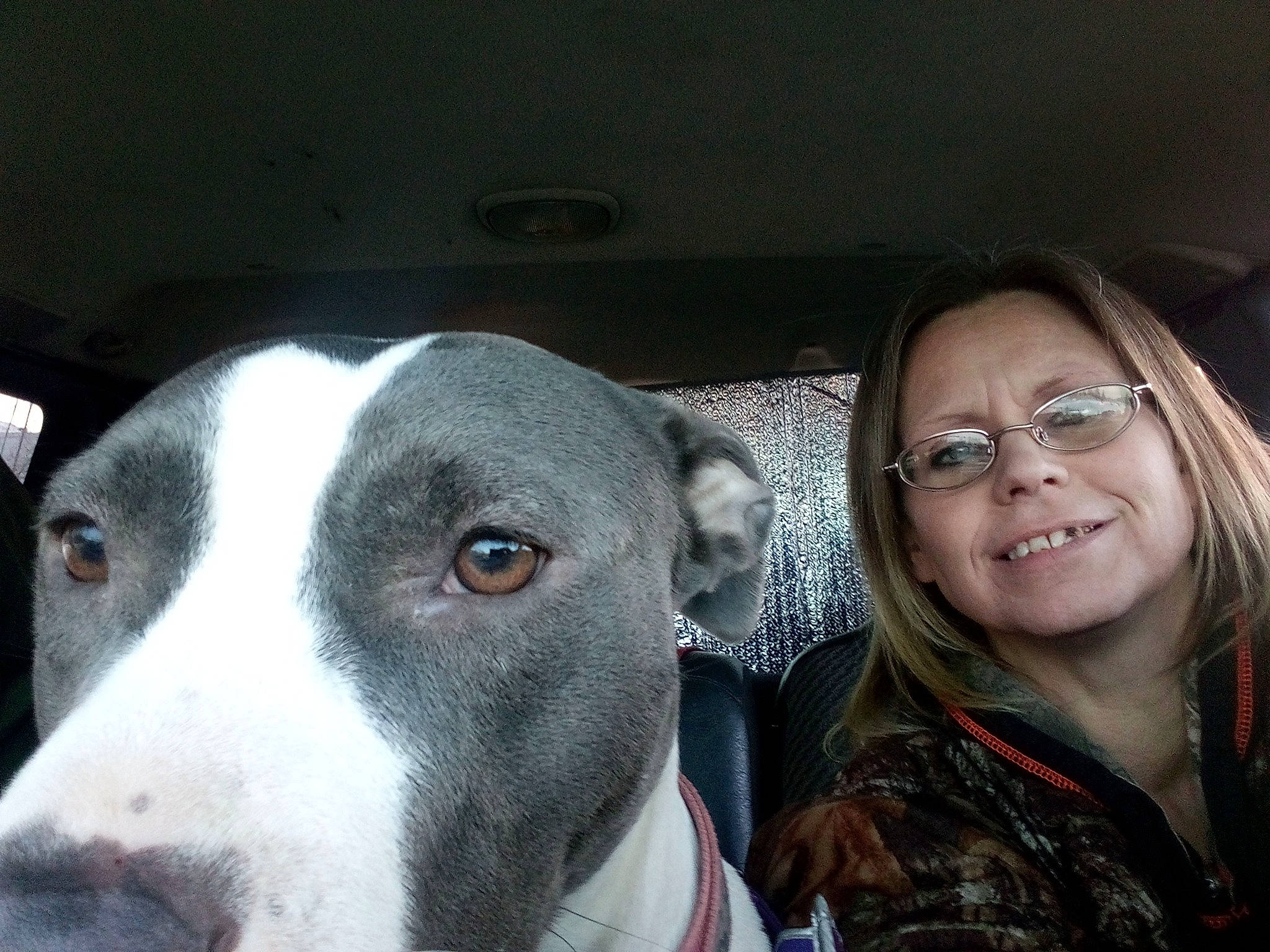 Baybay is registered to the contest to win money with this photo: canidae, carnivore, companion_dog, curious, dog, dog_breed, ear, eye, eyewear, fawn, glasses, head, iris, jaw, nose, organ, smile, vision_care, whiskers, working_animal