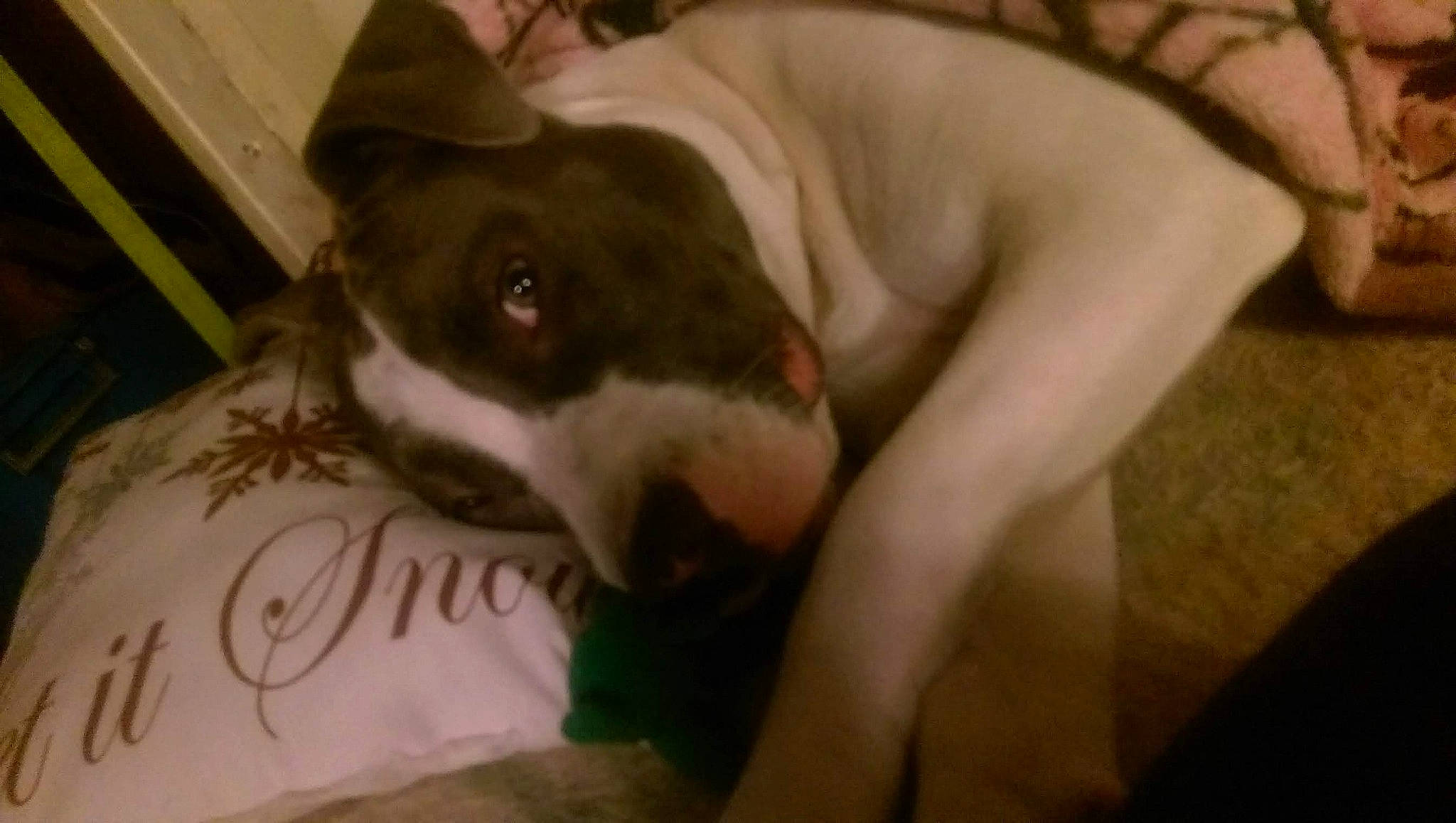 Baybay is registered to the contest to win money with this photo: canidae, carnivore, comfort, companion_dog, dog, dog_breed, dog_supply, fawn, fur, grey, guard_dog, paw, puppy, sighthound, snout, sporting_group, terrestrial_animal, toy_dog, whiskers, working_animal