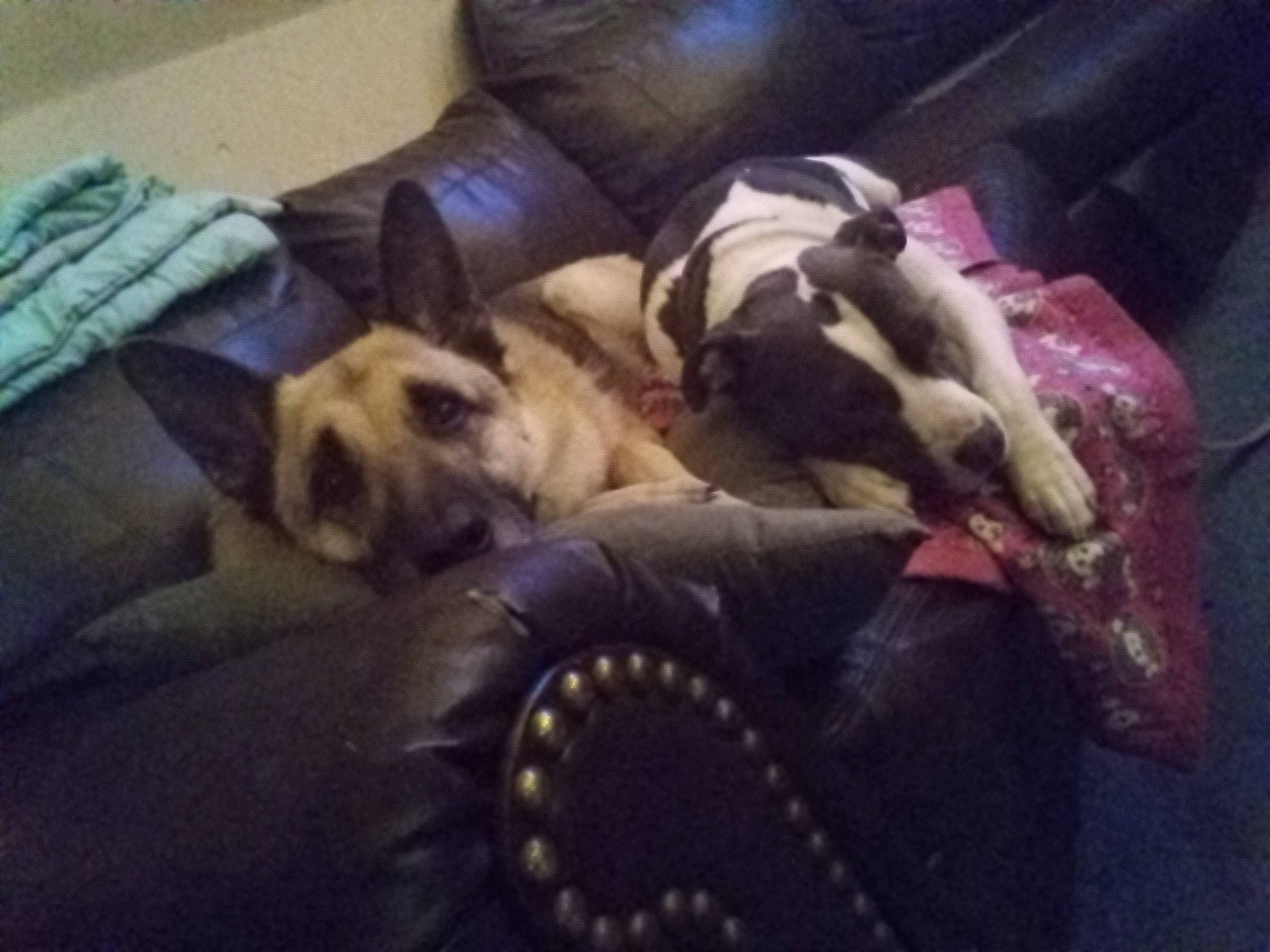 Baybay is registered to the contest to win money with this photo: canidae, carnivore, cloud, comfort, companion_dog, couch, dog, dog_breed, fawn, felidae, fur, linens, nap, puppy_love, room, sporting_group, square, toy_dog, vertebrate, working_animal