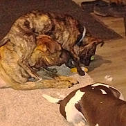 Phats Trucker is registered to the contest to win money with this photo: dog, multiple_dogs, carpet, indoor, brown_dog, brindle_dog, white_spots, floor, shoe, pet, animal, canine, playing, resting, collar, furniture, home, interaction, blur, dim_light