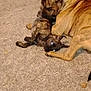 dog, puppy, brindle, carpet, playing, cuddling, pet, animal, indoor, nuzzling, resting, cute, two_dogs, fur, canine, domestic_animal, companions, young_dog, friendly, bonding