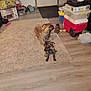 dog, carpet, indoor, floor, playing, household_items, clutter, box, door, shoe, plastic_container, cooler, toy, pet, brown_dog, brindle_dog, wood_floor, window, curtain, living_room